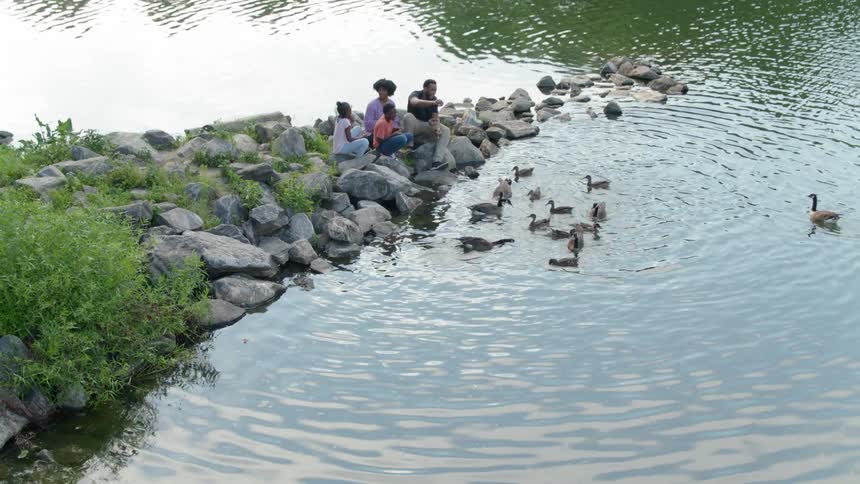 Ducks swimming next to a family feeding them