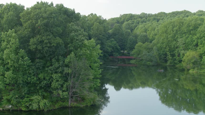 Panning shot of a swampy forest