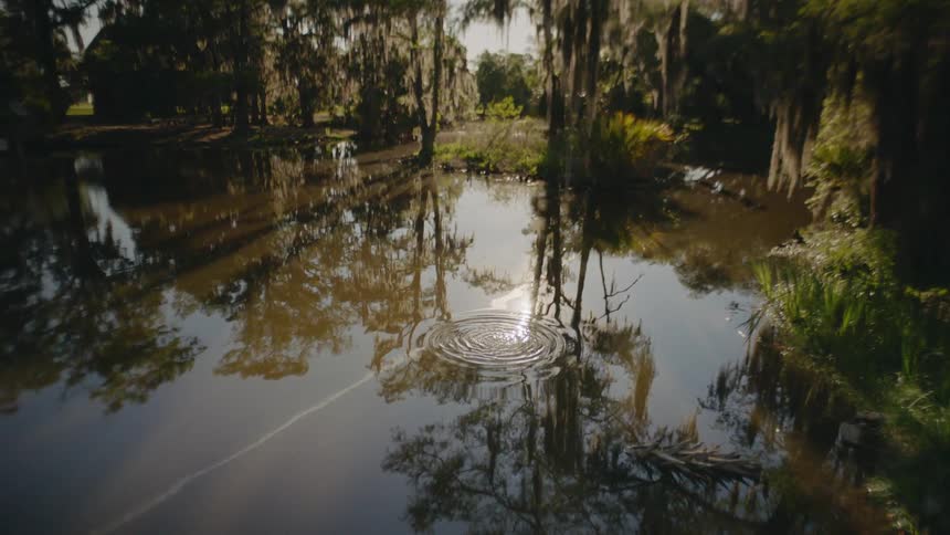 Sunlight shines on a small pond as waves ripple outward from a splash