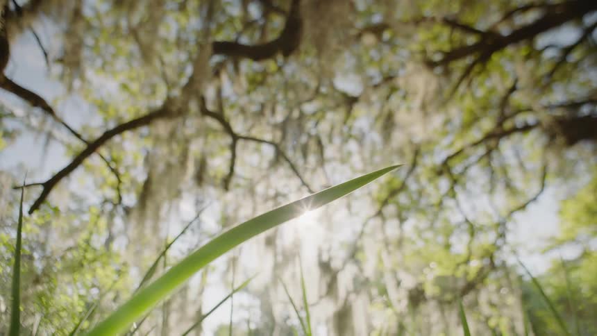 Sunlight shines over blades of grass