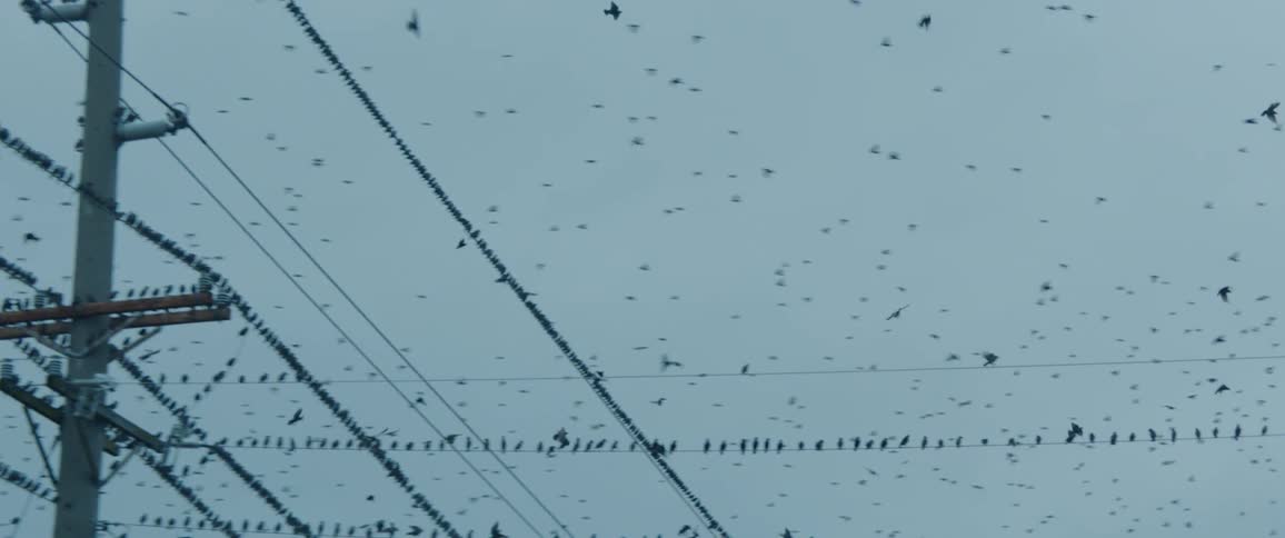 Birds are flying by power lines