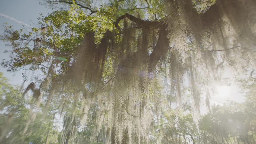 A tree with sun rays beaming through the leaves