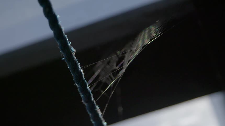 A spiderweb sways in the breeze