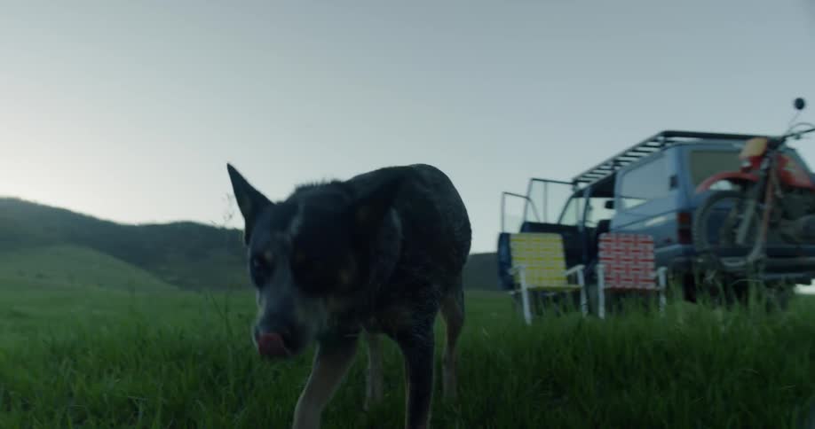 Dog sniffs about on a grassy field around a van