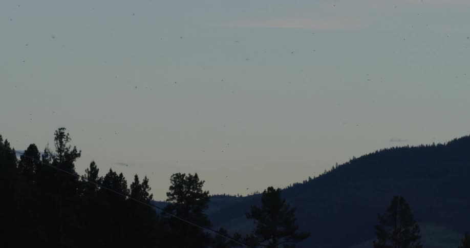 Birds are flying in the sky at dusk