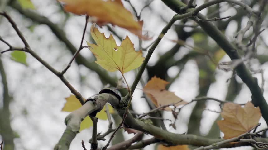 A view of changing leaves on a tree during the fall