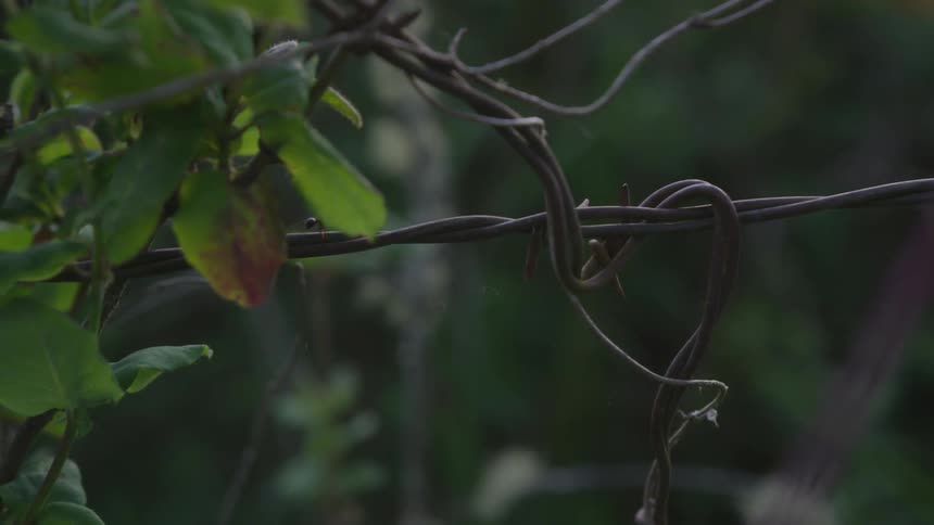 An ant walking along a metal wire