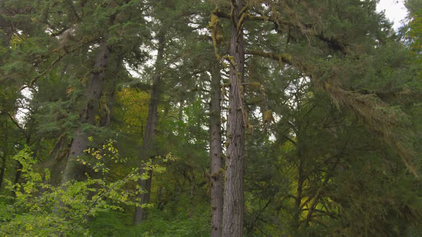 Large pine trees in the woods