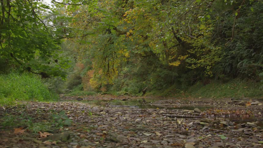 Leaves are on the ground from the trees