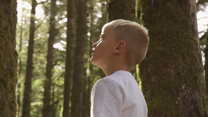 Boy stands between two trees staring up in forest on sunny day