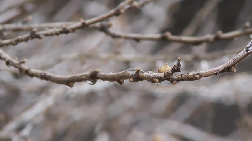 Twig branches sway in the breeze