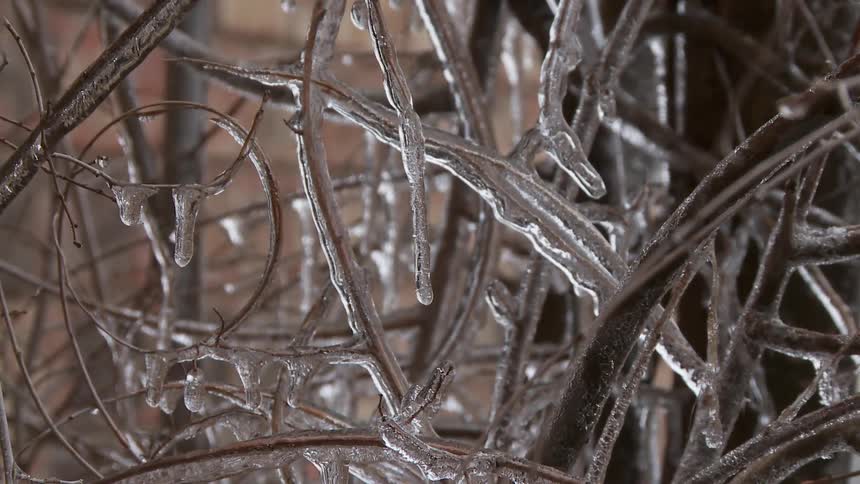 Ice frozen on bare branches