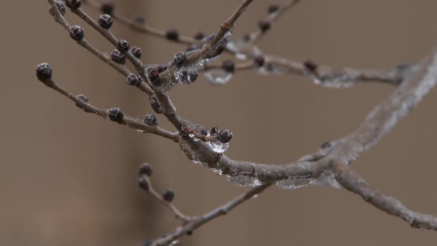 Ice frozen on a bare branch