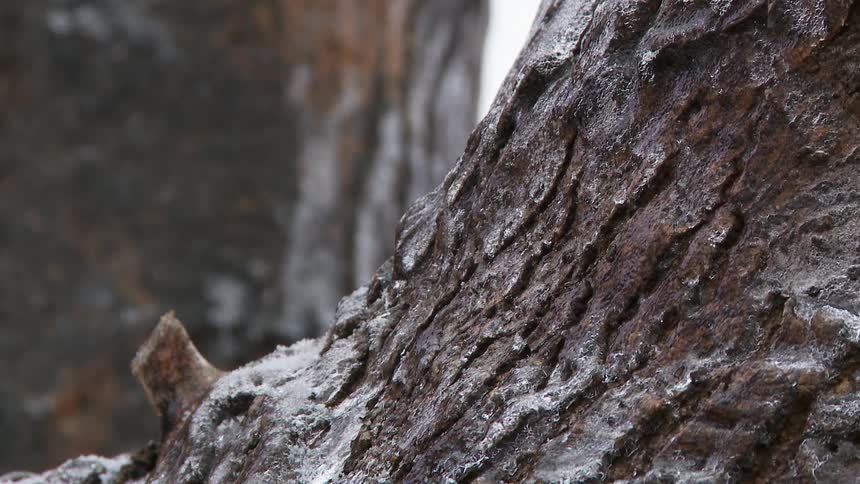Up close of a trees bark