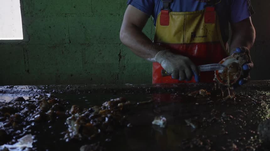 A man shucking a very large shell on a dirty table