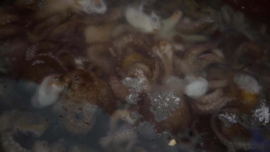 Octopus soaking under water