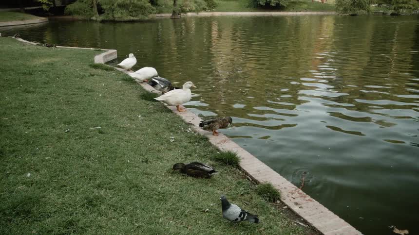 A row of black and white ducks feed from the side of a pond