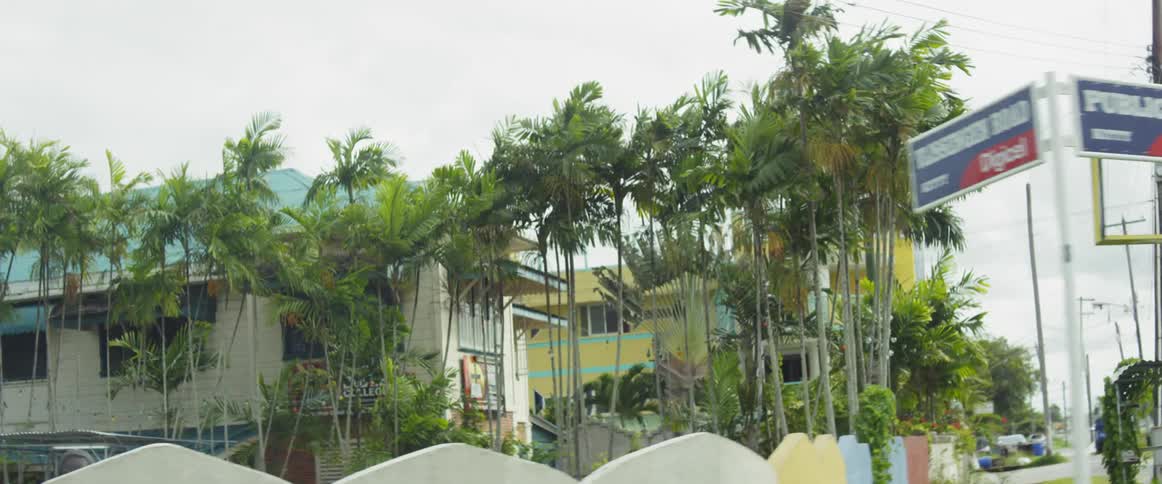 Palm trees are covering a suburban area with old homes