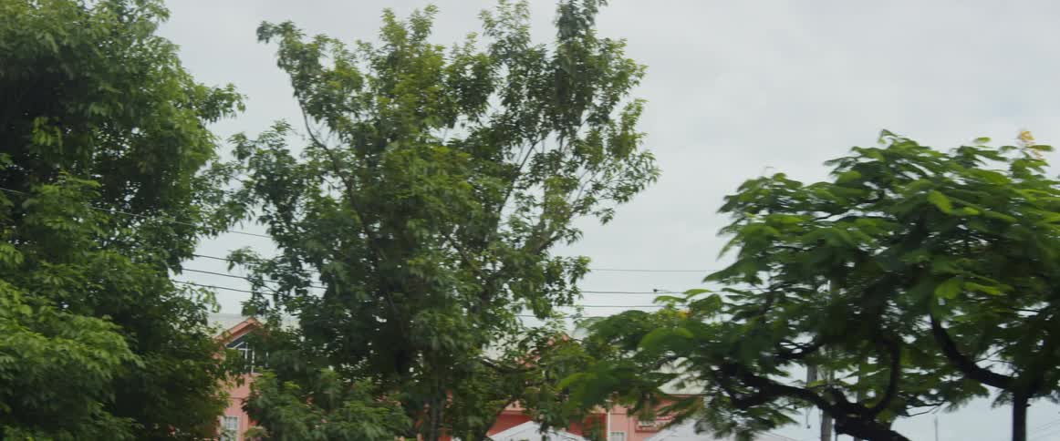 A car drives by green trees in a town