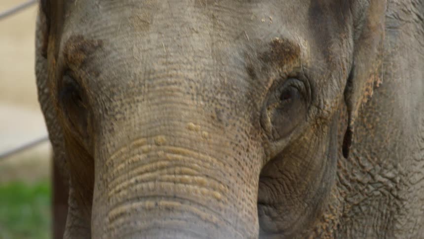 Animals In Zoo