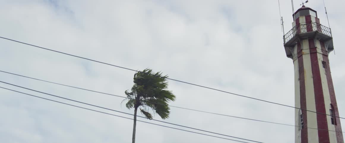 A palm tree stands next to power lines