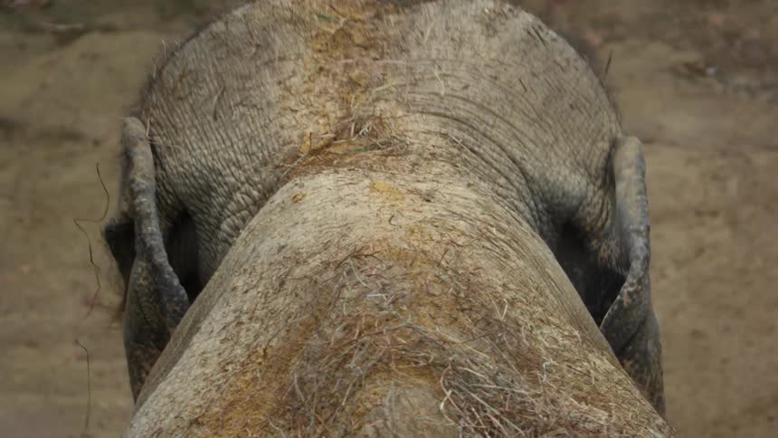An elephant walks towards the fence
