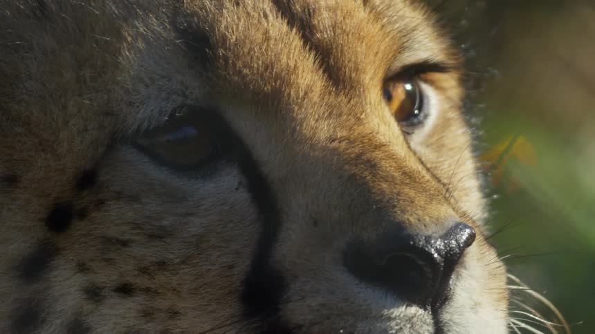 Close up cheetah eyes