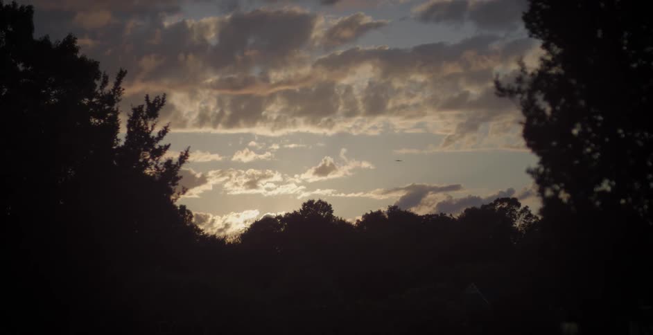 Birds fly over silhouetted trees at sunset