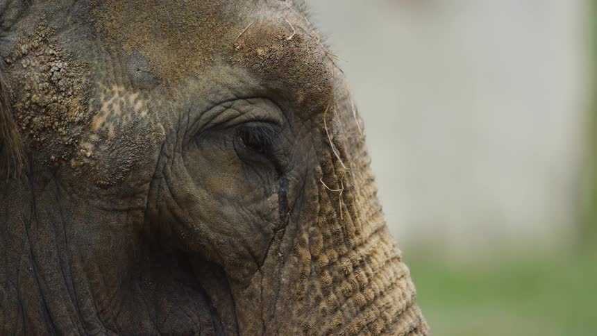An elephant with dirt on it's rough skin