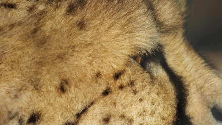 Cheetah eye and ear