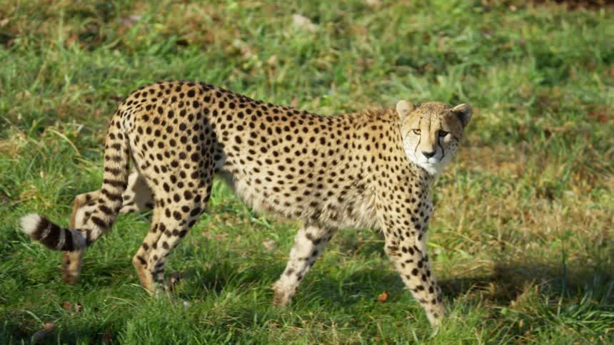 The cheetah walks through the grass