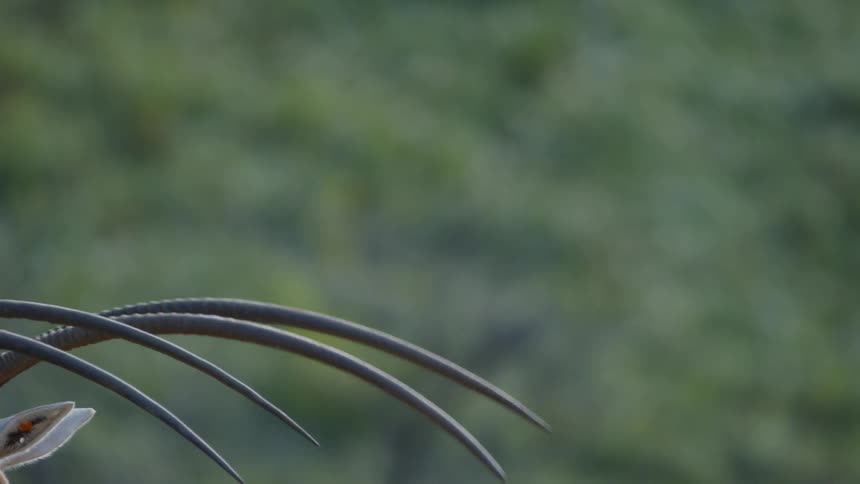 Very large horns on top of an animal