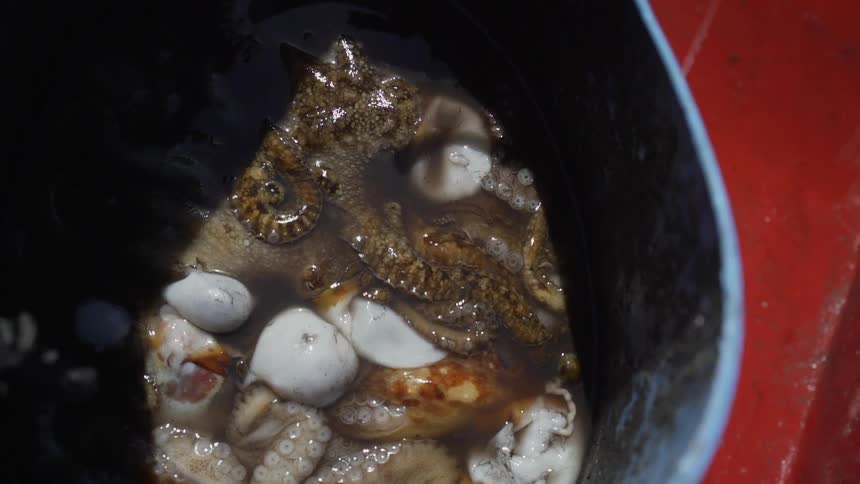 The bucket is filled with squid and bait