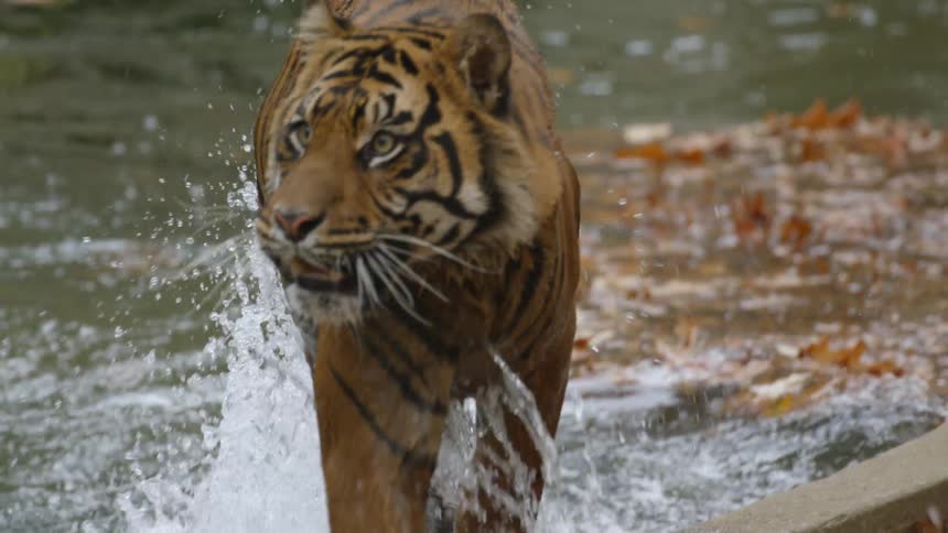 A tiger jumps out of a river and growls