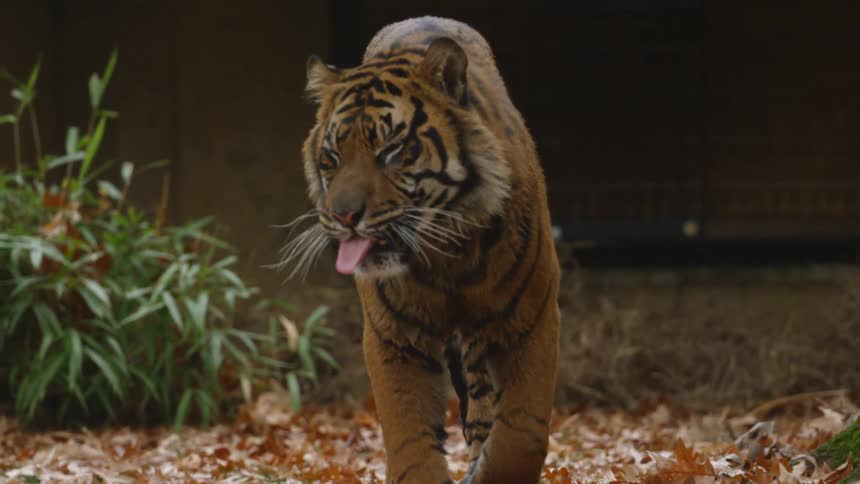 Tiger walks in fallen leaves