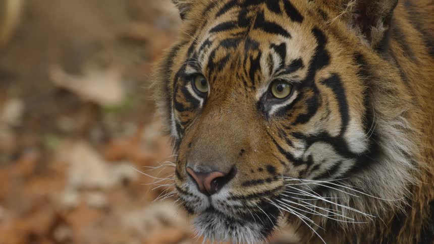 A tiger is looking around outdoors
