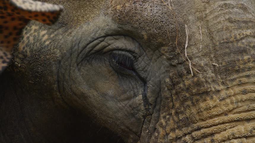 A close up shot of an elephant and it's eye
