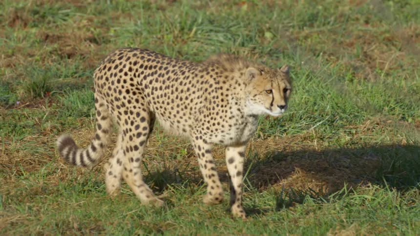 A cheetah is walking outdoors at midday