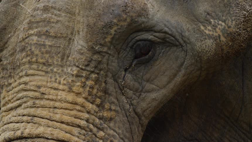 An elephant is outdoors during daylight