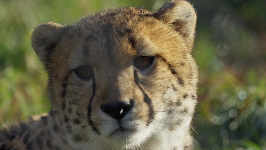 Cheetah twitches ears and looks towards camera
