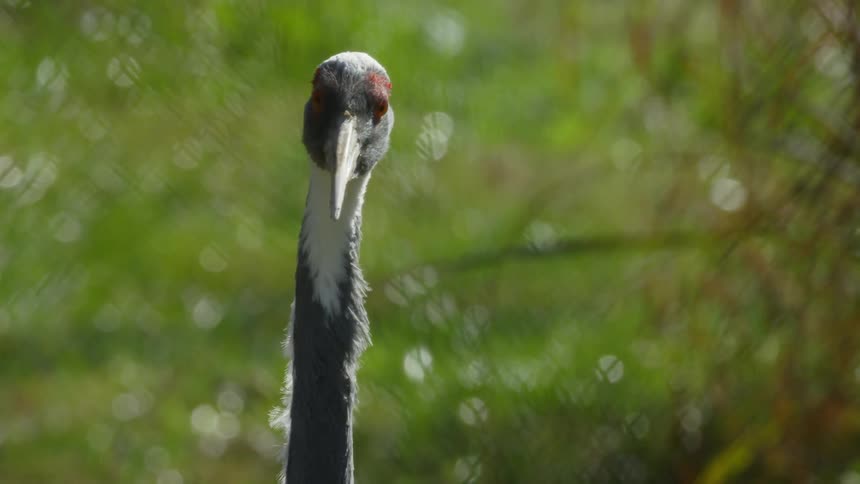 Animals In Zoo