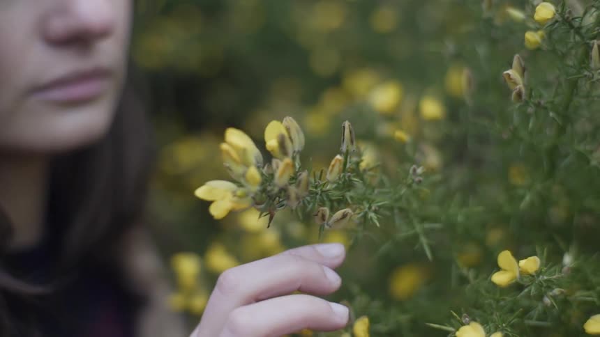 Woman touches a yellow flower on a bush