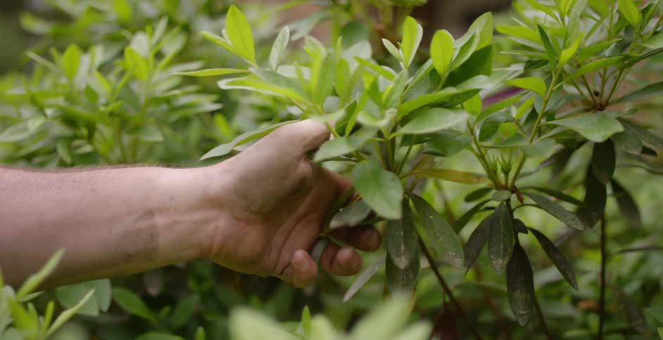 A person is touching plants outdoors