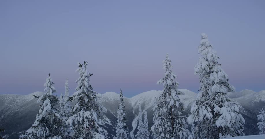 The trees and mountain are covered with snow