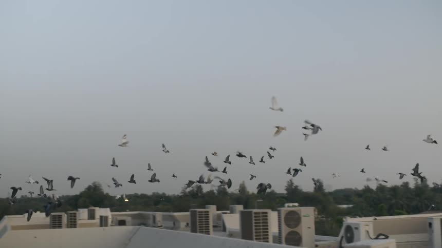 Birds fly over roof of building in city