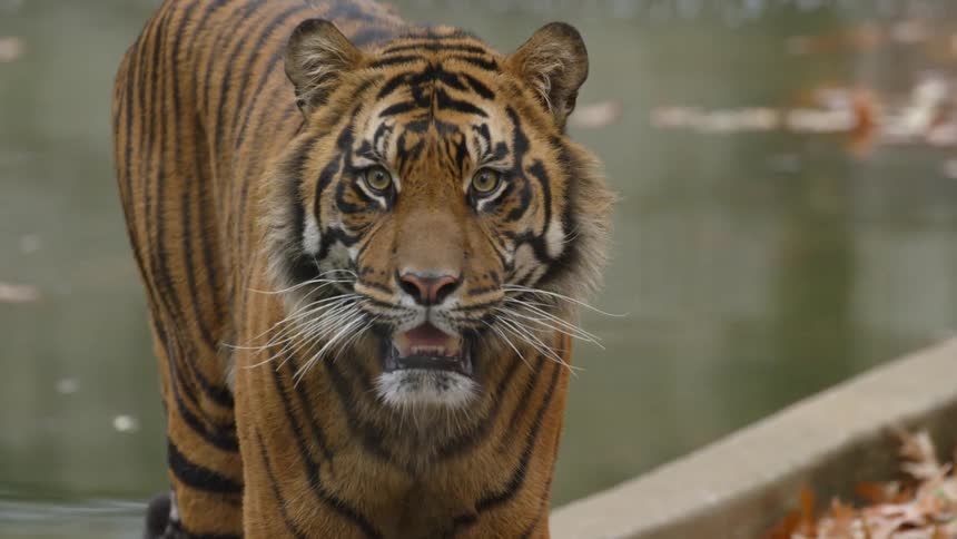 A tiger stepping out of water and staring intensely