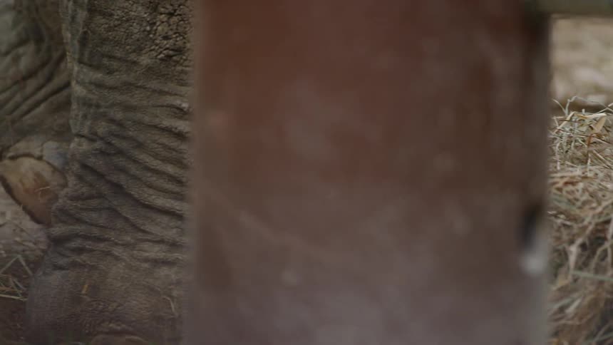 An elephant is walking outdoors