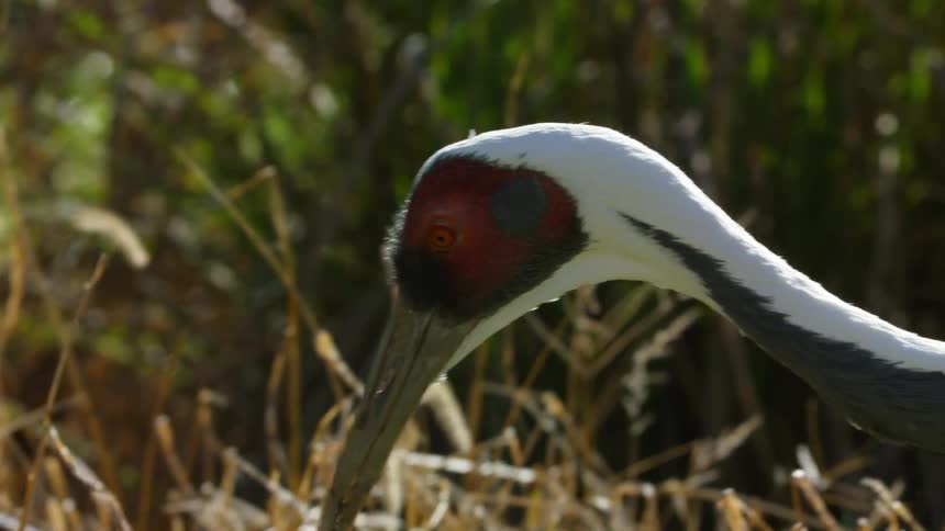 A bird is hunting for fish outdoors