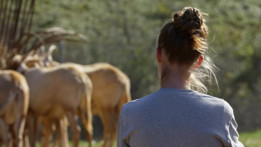 A woman is watching a group of animals outdoors