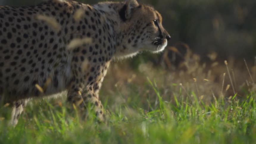 A cheetah is walking in the grass